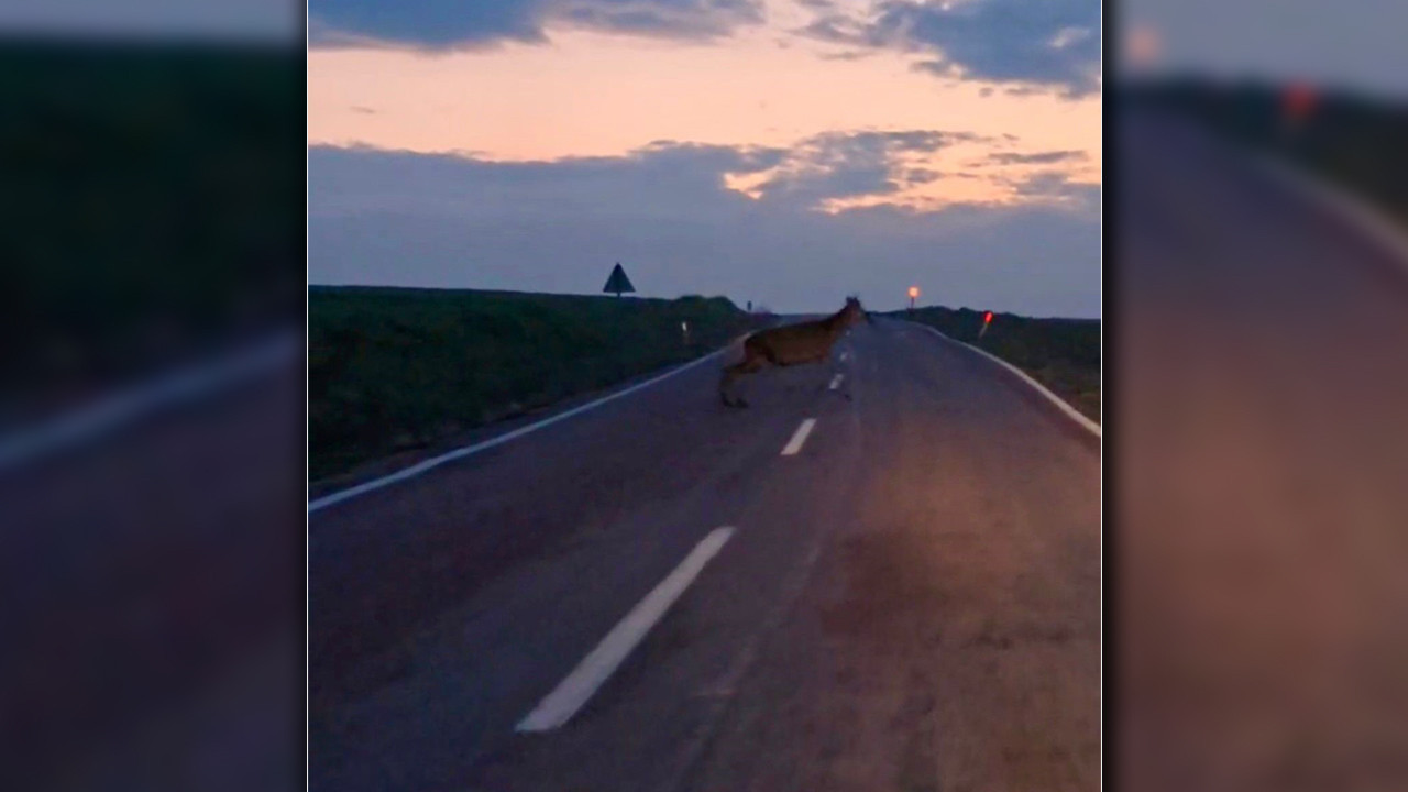Ankara’da Görülen Yaban Geyik Sürüleri: Beypazarı Yolunda Nadir Bir An