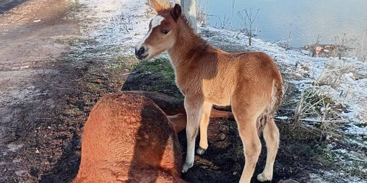 Ardahan’da Duygusal Anlar: Tay, Ölen Annesinin Yanından Ayrılmadı