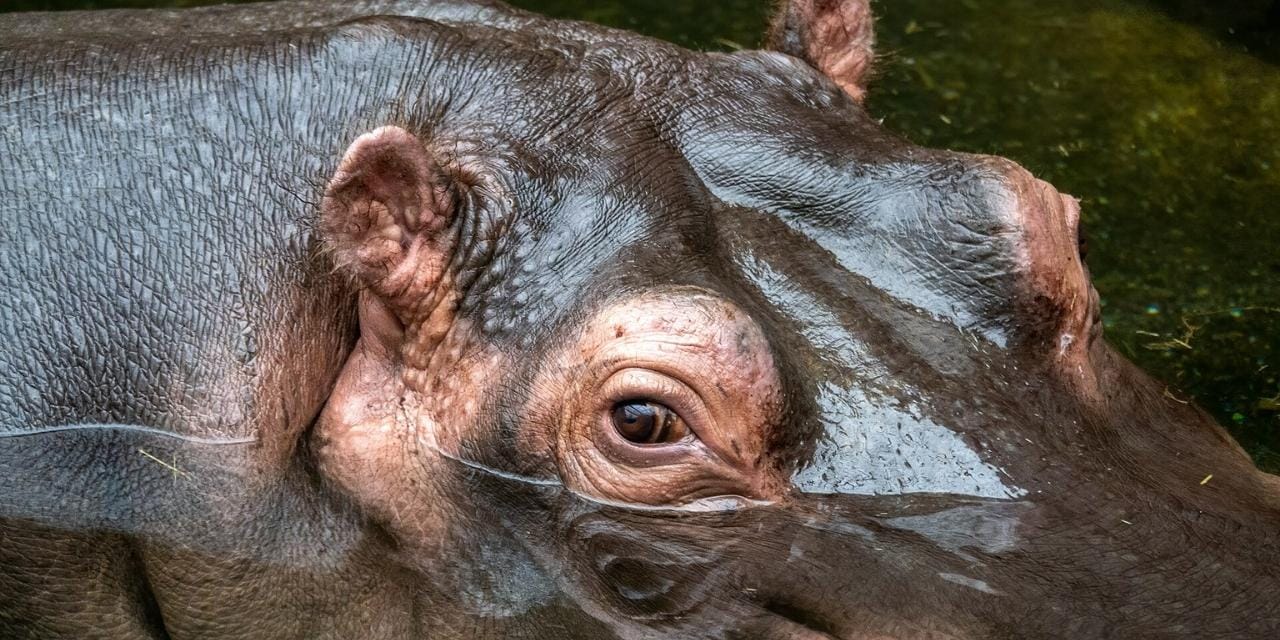 Kolombiya, Escobar’ın Kaçak Hipopotamlarıyla Mücadele Ediyor