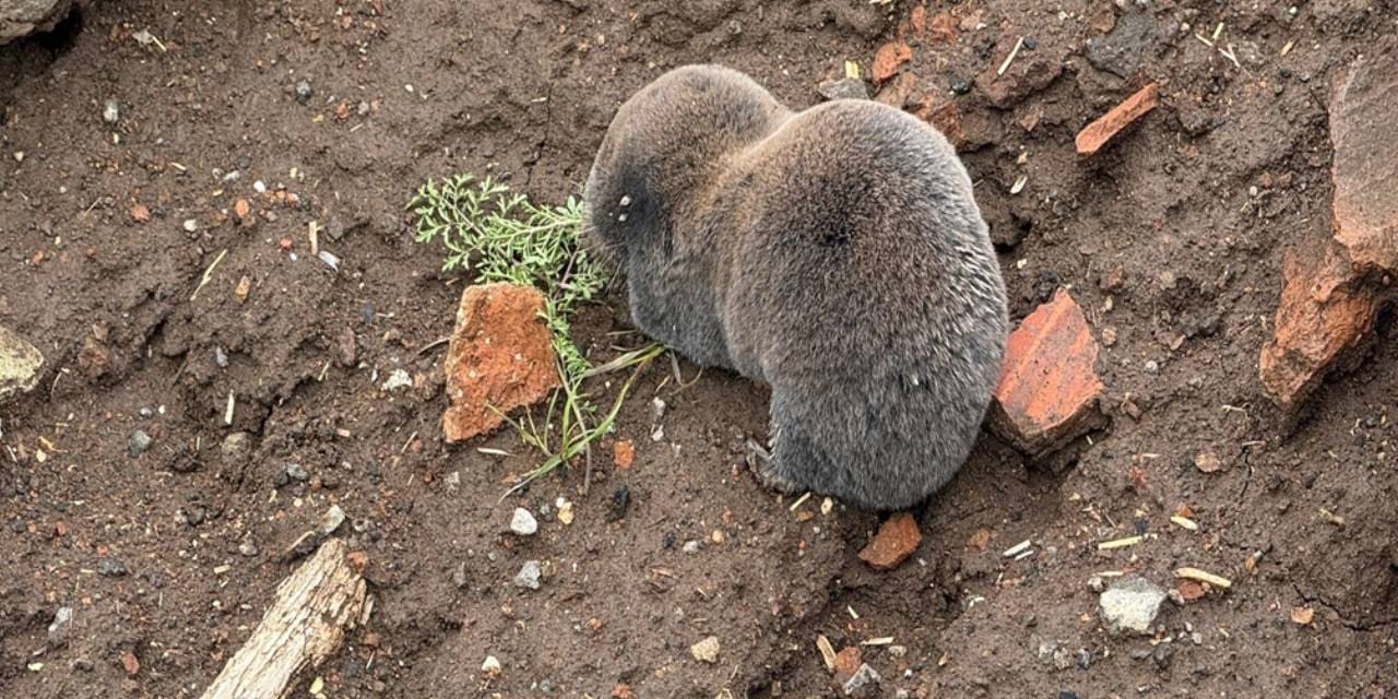 Yağmurlar, nadir görülen kör fareleri yüzeye çıkardı