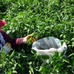 Hidirellezde ekiliyor yazin toplaniyor ata tohumundan uretilip en cok tava cigerine yakisiyor pNBcUlWT