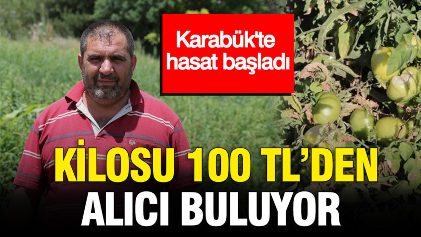 Karabukte hasat basladi kilosu 100 tlden alici buluyor EbAAyNqC